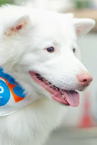 Мичок